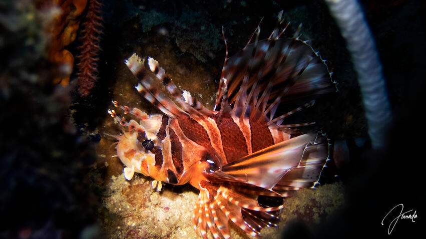 lionfish