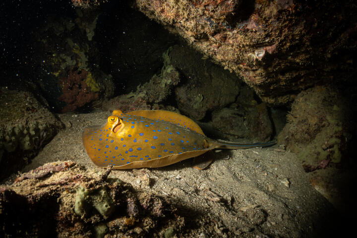 blue spotted stingray
