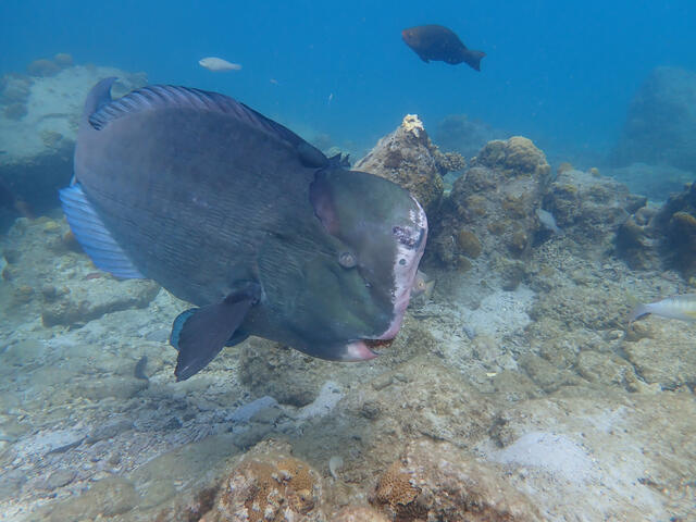 humphead parrotfish