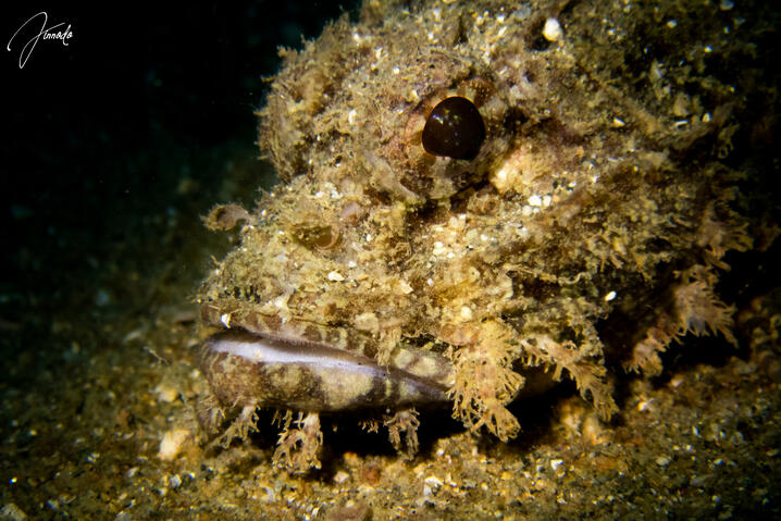 bearded scorpionfish