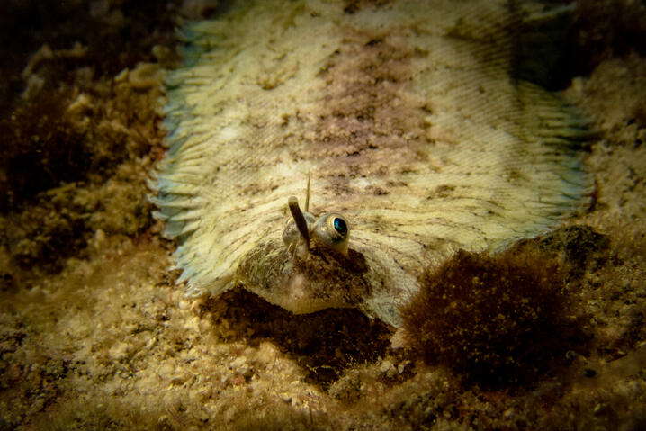 banded sole