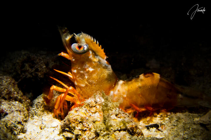humpback shrimp
