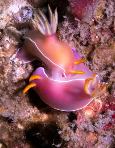Bullock&#39;s Hypselodoris