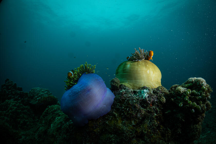 Fun Dives Packages